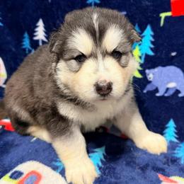 AKC King - Black and white male Siberian Husky puppy in Centreville, Maryland from Huskies By the Bay