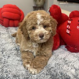Monty - Red and white male Cockapoo puppy in Queens, New York from The 2 Musketeers_Cockapoos