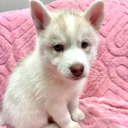 Peach - Sable and white female Siberian Husky puppy in Little Rock, Arkansas from Northern Lights Siberian Huskies