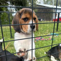 Andes - Black tan and white male Beagle puppy in St. Cloud, Minnesota from Beagle Blessings