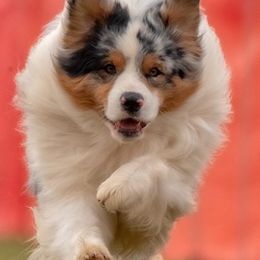 Australian Shepherds from Calabrone Australian Shepherds