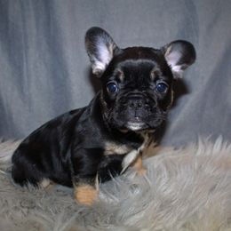 Boxer, Bulldog, and French Bulldog Puppies from Hillview Kennels