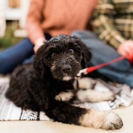 Goldendoodle Puppies from O’Hara Doodles