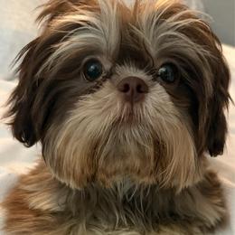 Exquisite Honey - Chocolate female Shih Tzu puppy in Scottsdale, Arizona from 🌗 New Moon Shih Tzu 🌗