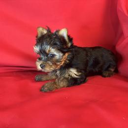 AB girl - Blue and gold female Yorkshire Terrier puppy in Alburnett, Iowa from Hobbs Shire Yorkies