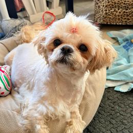 Crème - Shih Tzu