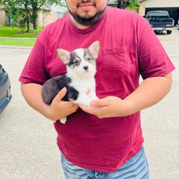 American Corgi Puppies from Rainbow Corgis