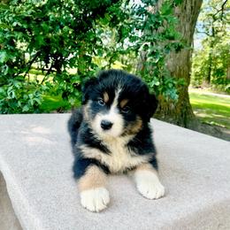 Boy 4 - Black tri-color male Australian Shepherd puppy in Kentland, Indiana from Pine Grove Aussies
