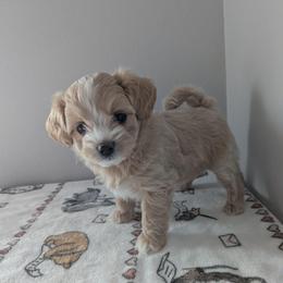 Latte - Cream female Maltipoo puppy in Fife, Washington from Joyful Pups