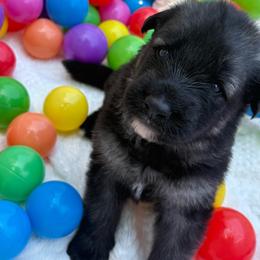 Jasper - Black male Shiloh Shepherd puppy in Bartlett, Tennessee from The Mighty Quinn Shilohs