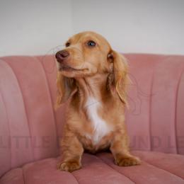 Fisher - Cream male Dachshund puppy in Temecula, California from Naomi Magee's Dachshund Kennel
