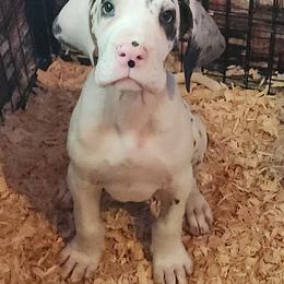 Harlequin Female 1 - Harlequin female Great Dane puppy in Gig Harbor, Washington from Lakaya Danes