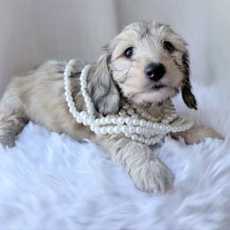 Bell yellow collar - Cream female Dachshund puppy in Richmond, Virginia from Irresistible Dachshunds & Cavaliers