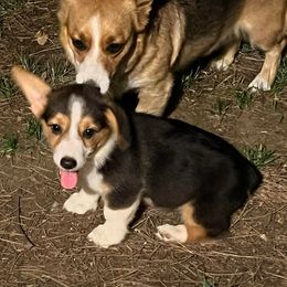 Pembroke Welsh Corgis from Weaver Pembroke Corgis