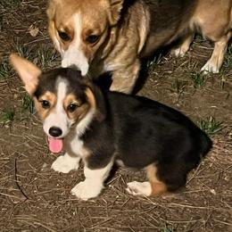 Pembroke Welsh Corgis from Weaver Pembroke Corgis