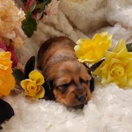Dachshund Puppies from CLARK'S BREEDING PROGRAM
