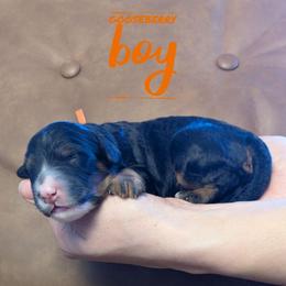 Gooseberry - Tri-color male Bernedoodle puppy in Cambridge, Minnesota from Country Meadow Doodles