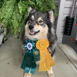 Finnish Lapphund puppies from ThunderPaws