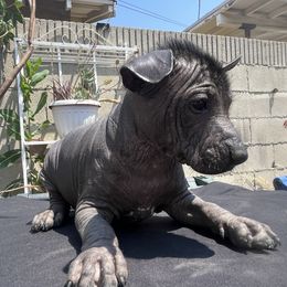 Girl 1 - Black female Xoloitzcuintli puppy in Los Angeles, California from Ruby's Pups