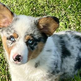 American Corgis and Pembroke Welsh Corgis from Wild West Corgis