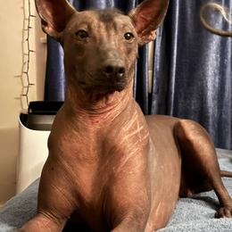 CeeCee - Xoloitzcuintli