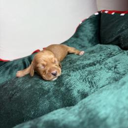 Rachel - Wheaten female Dachshund puppy in Lake City, Florida from My Ditzy Doxies of Florida