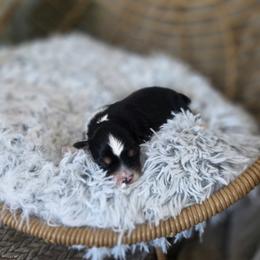 Peanut - Black tri male Miniature Australian Shepherd puppy in Killen, Alabama from Wilkers Wholehearted Mini Aussies