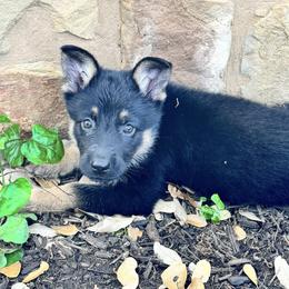 Blue - Black and tan female German Shepherd puppy in Liberty Hill, Texas from Liberty Shepherds