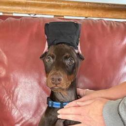 Red Girl (Blue Collar) - Red and rust female Doberman Pinscher puppy in Centralia, Missouri from TopSpots Farm
