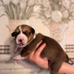 Fern - Red male Pembroke Welsh Corgi puppy in New Port Richey, Florida from Spots and Sploots