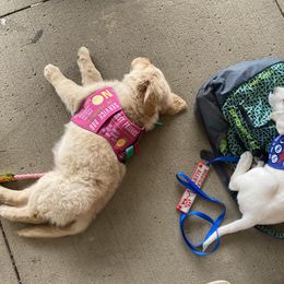 Golden Retriever Puppies from OPK GOLDENS