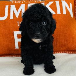Jet - Black male Goldendoodle puppy in Auburn, Indiana from Martin’s Doodles