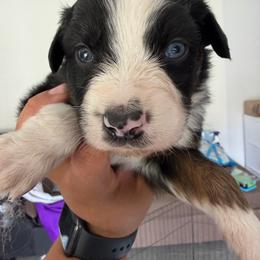 Black Tri Male 1 - Black tri male Miniature American Shepherd puppy in Prunedale, California from 4MLA STABLES