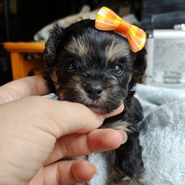 Korean Sol - Black & tan male Maltipoo puppy in Barren Springs, Virginia from Seeking Shalom Acres Maltese, Maltipoos & Havamalts