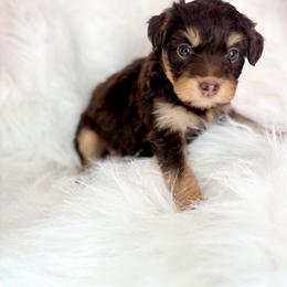 Lottie - Red tri-color female Aussiedoodle puppy in Orleans, Indiana from Mae Blossom Puppies