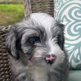 Girl 2 - Blue merle female Aussiedoodle puppy in Scottsboro, Alabama from Lisa’s Curly Puppies