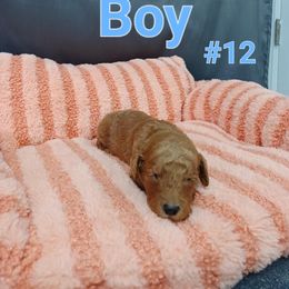 Goldendoodle Puppies from Georgetown designer dogs and purebred puppies