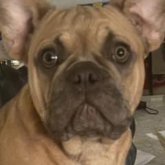 French Bulldogs from Julie's French Bulldogs