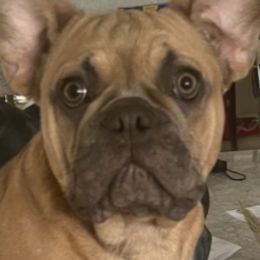 French Bulldogs from Julie's French Bulldogs