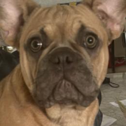 French Bulldogs from Julie's French Bulldogs
