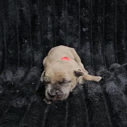 Red collar - Gray and fawn male Cane Corso puppy in Fritch, Texas from Carrie Brown's Cane Corsos