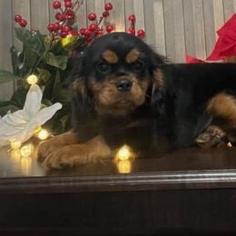 Cavalier King Charles Spaniel Puppies from Country Charm Cavaliers
