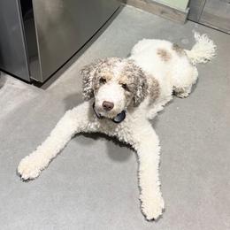 Jolene - Jojo - Brown and white female Bernedoodle puppy in Bowling Green, Ohio from Windy Creek Doodles