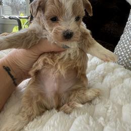 Green collar ( sangria litter) - Red male Maltipoo puppy in Fredericktown, Missouri from Doodle Pups Fur-Ever