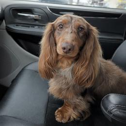 Shaggy - Dachshund