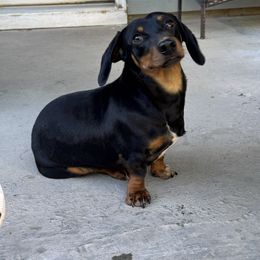 Renato - Dachshund