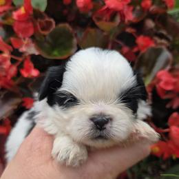 Blk Spotted Boy - Black and white male Shih Tzu puppy in Vinita, Oklahoma from Locust Creek Shih Tzu & Havanese