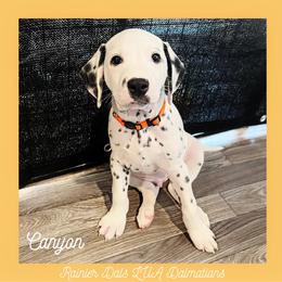 Dalmatian Puppies from Rainier DALS LUA Dalmatians of Washington