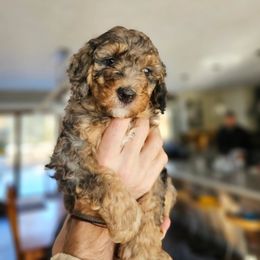 Bernedoodle Puppies from Whispering Aspen Homestead