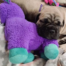 Bullmastiff Puppies from Ironward Bullmastiffs